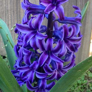 Meet your Posher, Pam